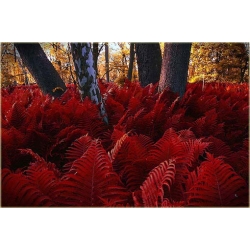 Nasiona Paproć ogrodowa czerwona szt.5 Nxx304