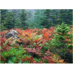 Nasiona Paproć ogrodowa czerwona szt.5 Nxx304