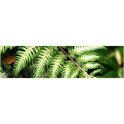 Nasiona Paproć zielono-biała szt.5 N303