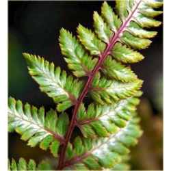Nasiona Paproć zielono-biała szt.5 Nxx303