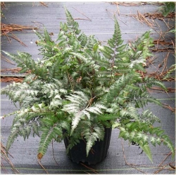 Nasiona Paproć zielono-biała szt.5 Nxx303