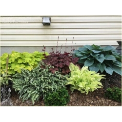 Nasiona Paproć zielono-biała szt.5 Nxx303