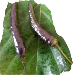 Nasiona Papryka czarna Czarny Cobra pieprzowiec NO-GMO szt.5 N500