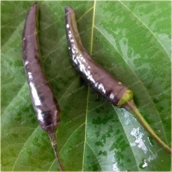 Nasiona Papryka czarna NO-GMO szt.5 Nxx500