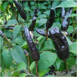 Nasiona Papryka czarna NO-GMO szt.5 Nxx500