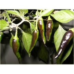 Nasiona Papryka czarna NO-GMO szt.5 Nxx500