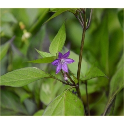 Nasiona Papryka czarna NO-GMO szt.5 Nxx500