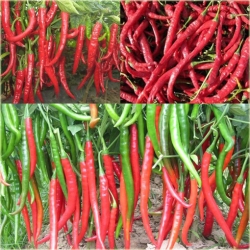 Nasiona Papryka Chili Olbrzym szt.5 Nxx41