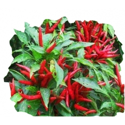 Nasiona Papryka czerwona Havana szt.5 N333