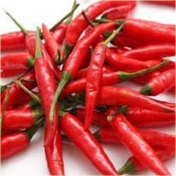 Nasiona Papryka czerwona Havana  szt.5 Nxx333