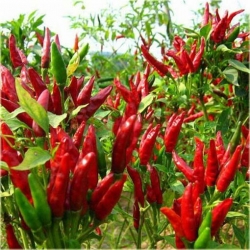 Nasiona Papryka czerwona Havana  szt.5 Nxx333