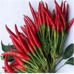 Nasiona Papryka czerwona Havana  szt.5 Nxx333