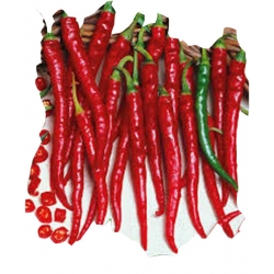 Nasiona Papryka długa Red Chilli szt.5 N307