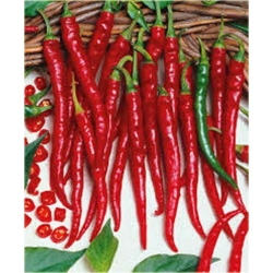 Nasiona Papryka długa Red Chilli  szt.5 Nxx307