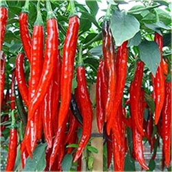 Nasiona Papryka długa Red Chilli  szt.5 Nxx307