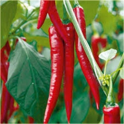 Nasiona Papryka długa Red Chilli  szt.5 Nxx307