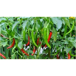 Nasiona Papryka długa Red Chilli  szt.5 Nxx307