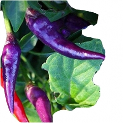 Nasiona. Papryka długa różne kolory ostra szt.5 N544