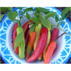 Nasiona Papryka długa ostra mix szt.5 Nxx544