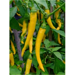 Nasiona Papryka długa ostra mix szt.5 Nxx544