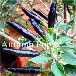 Nasiona Papryka długa ostra mix szt.5 Nxx544