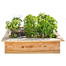 Nasiona Papryka kobieta Sexy szt.5 Nxx547