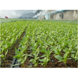 Nasiona Papryka kobieta Sexy szt.5 Nxx547