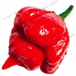 Nasiona Papryka czerwona Skorpion szt.5 Nxx529