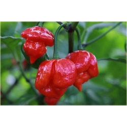 Nasiona Papryka czerwona Skorpion szt.5 Nxx529