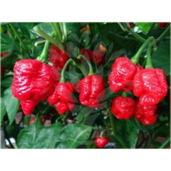 Nasiona Papryka czerwona Skorpion szt.5 Nxx529