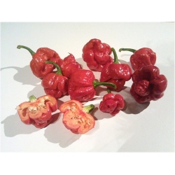 Nasiona Papryka czerwona Skorpion szt.5 Nxx529