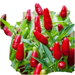 Nasiona Papryka ostra Thai szt.5 N61