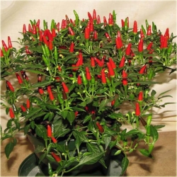 Nasiona Papryka ostra Thai szt.5 Nxx61