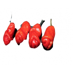 Nasiona Papryka Chili Penis szt.5 N20