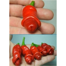 Nasiona Papryka Chili Penis szt.5 Nxx20