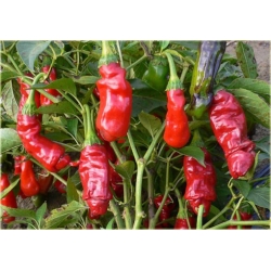Nasiona Papryka Chili Penis szt.5 Nxx20