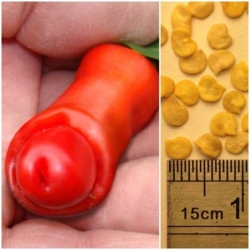 Nasiona Papryka Chili Penis szt.5 Nxx20