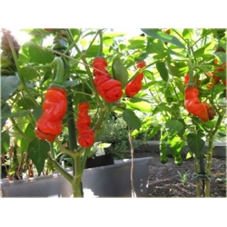 Nasiona Papryka Chili Penis szt.5 Nxx20