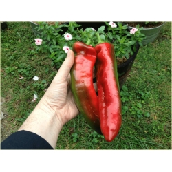 Nasiona Papryka słodka Giant szt.5 Nxx132