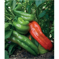 Nasiona Papryka słodka Giant szt.5 Nxx132