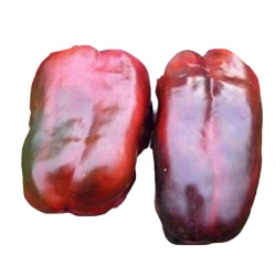 Nasiona Papryka Rosyjski Gigant szt.5 N43