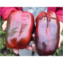 Nasiona Papryka Gigant szt.5 Nxx43