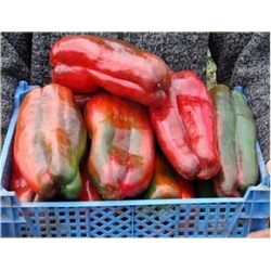 Nasiona Papryka Gigant szt.5 Nxx43