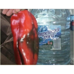 Nasiona Papryka Gigant szt.5 Nxx43