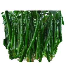 Nasiona Papryka zielona długa pikantna szt.5 N108