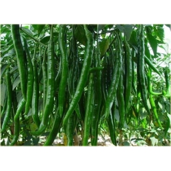 Nasiona Papryka zielona pikantna szt.5 Nxx108