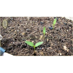 Nasiona Papryka zielona pikantna szt.5 Nxx108