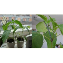 Nasiona Papryka zielona pikantna szt.5 Nxx108