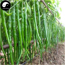 Nasiona Papryka zielona pikantna szt.5 Nxx108