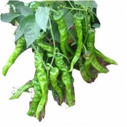 Nasiona Papryka zielona Śruba szt.5 N31